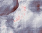 virus definitions